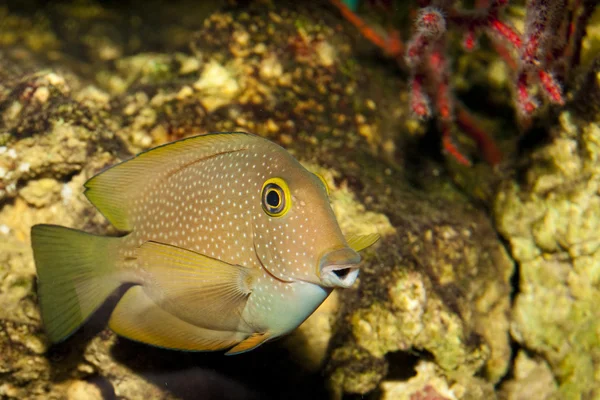 Surgeonfish 또는 수족관에 당나라 — 스톡 사진
