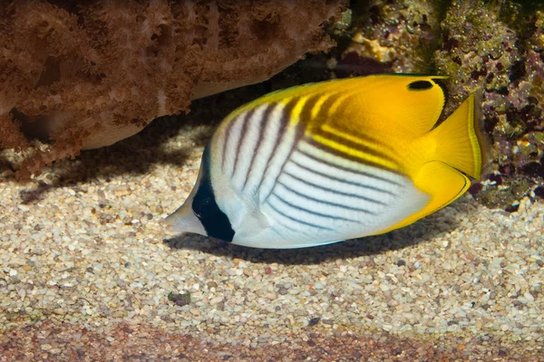 Schmetterlingsfadenfische im Aquarium — Stockfoto