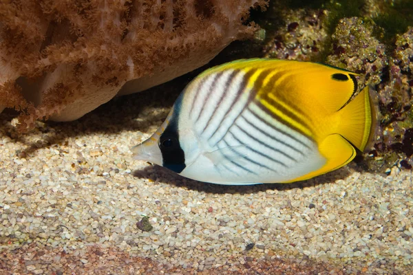 Threadfin butterflyfish akvaryum — Stok fotoğraf