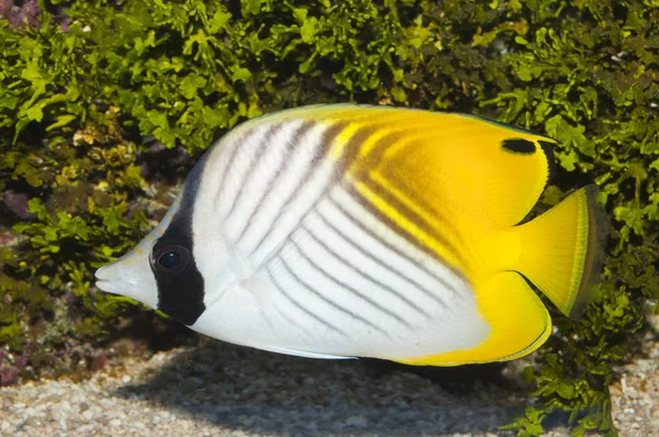 Threadfin butterflyfish akvaryum — Stok fotoğraf