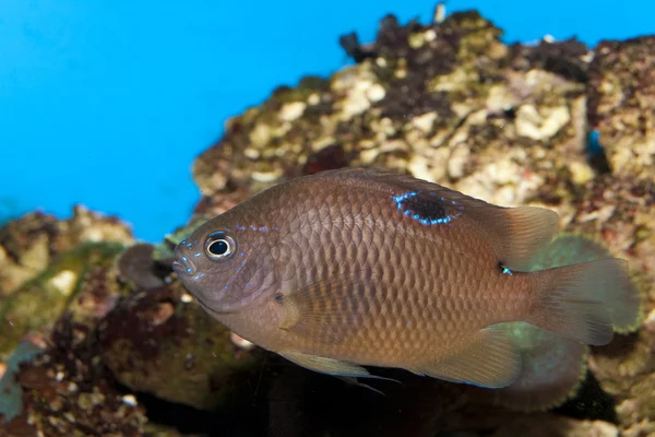 Brown Tropical fish in Aquarium — Stock Photo, Image