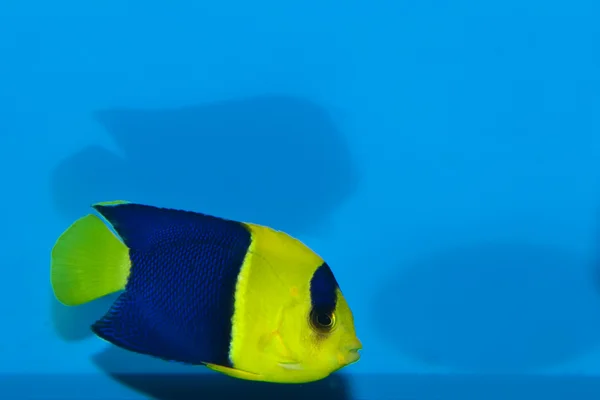 Bicolor, oriole angelfish (dvärgkejsare bicolor) i akvarium — Stockfoto