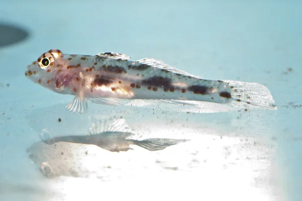 在水族馆的虾虎鱼鱼 — 图库照片