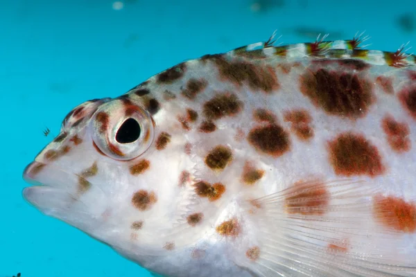 Gefleckter Falkenfisch (cirrhitichyhys oxycephalus)) — Stockfoto