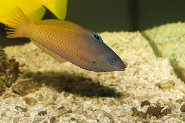 Lippfisch im Aquarium — Stockfoto