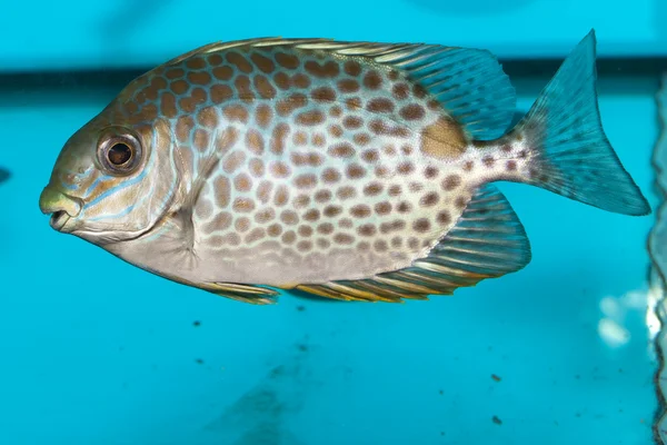 Pé de espinha manchado de laranja — Fotografia de Stock