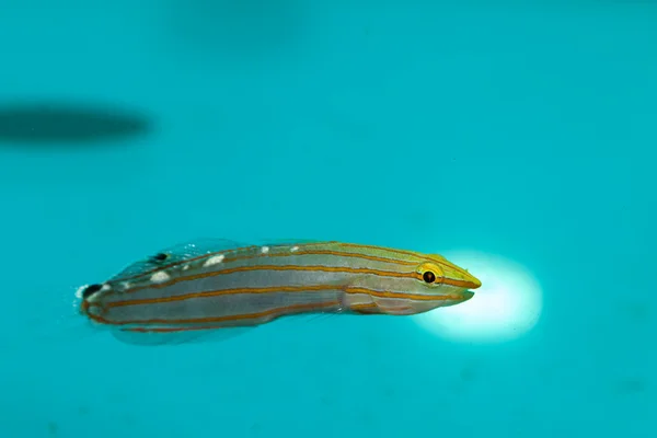 The Court Jester, Rainford 's, Old Glory Goby — стоковое фото