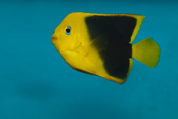 Rock skönhet angelfish i akvarium — Stockfoto