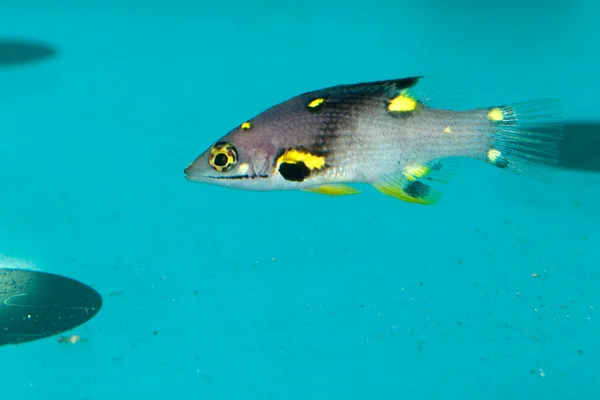 Yellow Spotted Saltwater Fish — Stock Photo, Image