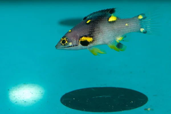 Tropical fish in Aquarium — Stock Photo, Image