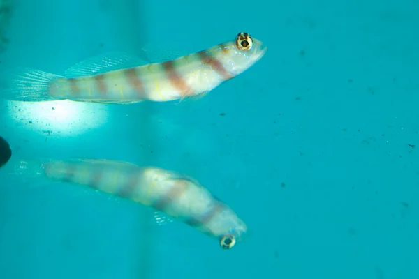 Spotted Hawkfish (Cirrhitichyhys oxycephalus) — Stock Photo, Image