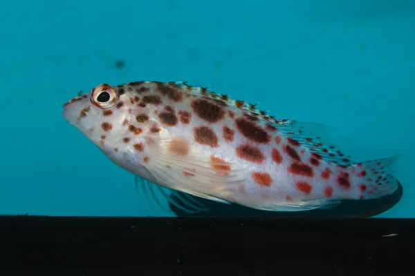 Pixy, Spotted Hawkfish (Cirrhitichyhys oxycephalus) — Stock Photo, Image