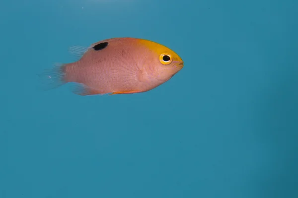 수족관에 탈 보트의 Damselfish — 스톡 사진