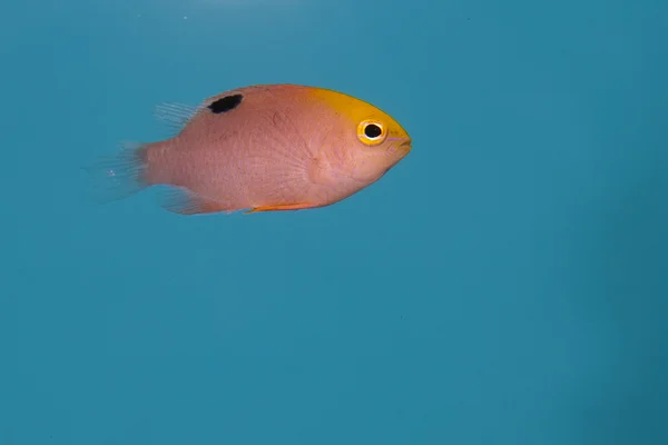 Talbot Damselfish i akvarium — Stockfoto