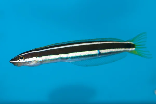 Peces pelados en el acuario —  Fotos de Stock