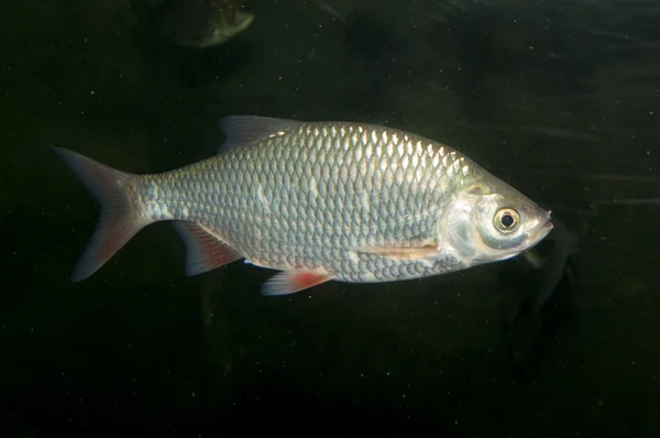 Rodolfo (Scardinius erythrophthalmus ) — Foto Stock