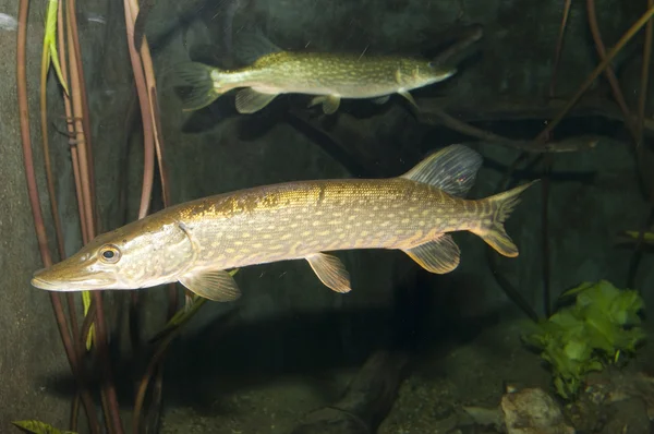 Pike (Esox lucius) — Stock fotografie