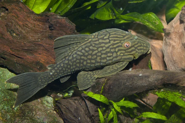 Koninklijke plec — Stockfoto