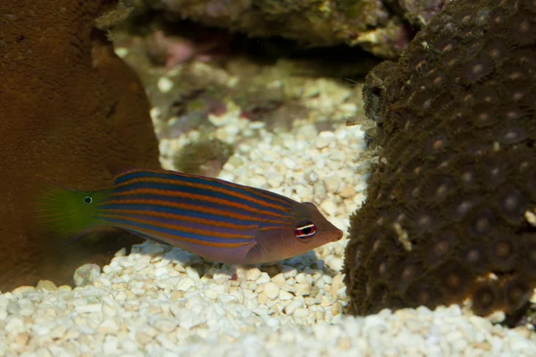 Six Lines Wrasse — Stock Photo, Image