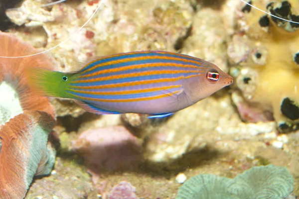 Six Lines Wrasse — Stock Photo, Image