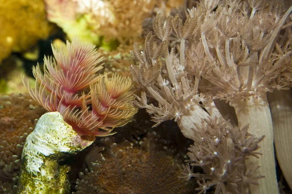 Hard Tube Worm, Protula Bispiralis — Stock Photo, Image