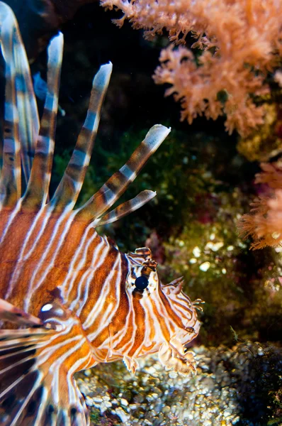 Volitan Lionfish в акваріум — стокове фото