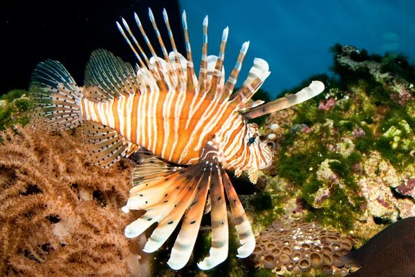 Volitan lionfish w akwarium — Zdjęcie stockowe