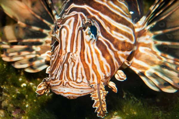 Volitan Lionfish in Aquarium — Stock Photo, Image