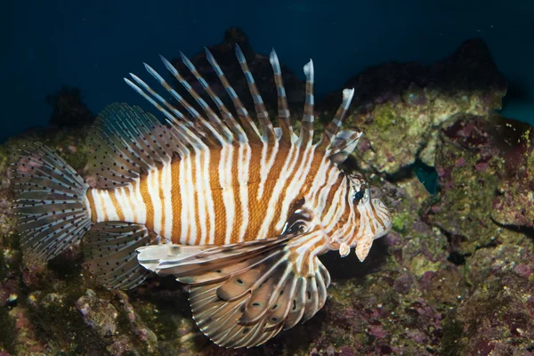 Volitan Lionfish in Aquarium — Stock Photo, Image