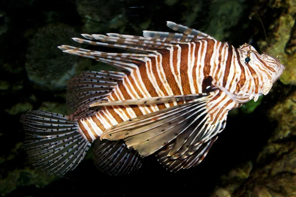 Volitan Lionfish (Pterois volitans) — 스톡 사진