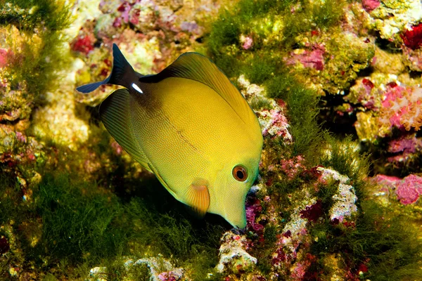 Scopas Tang in acquario — Foto Stock