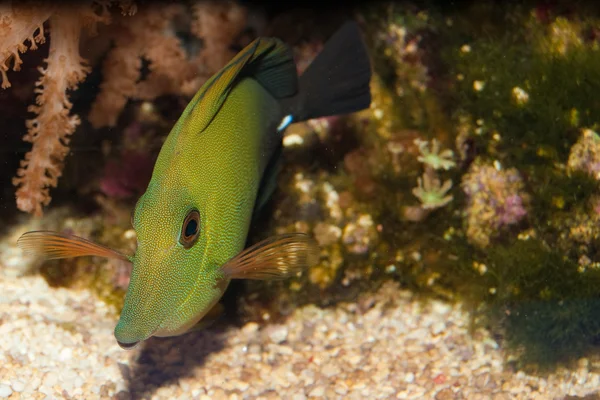 Scopas Tang in Aquarium — Stock Photo, Image