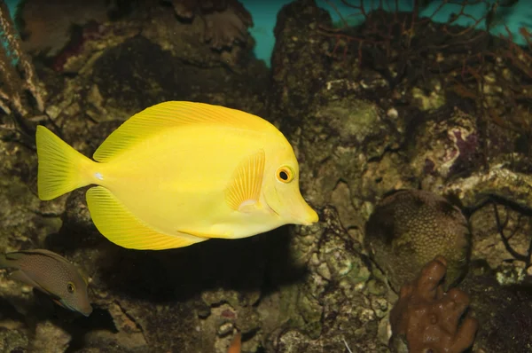 Yellow Hawaiian Tang in Aqaurium — Stock Photo, Image