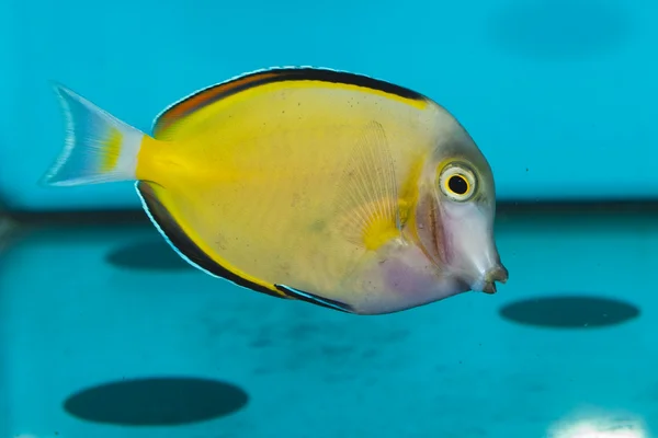 Aqaurium içinde sarı havai tang — Stok fotoğraf