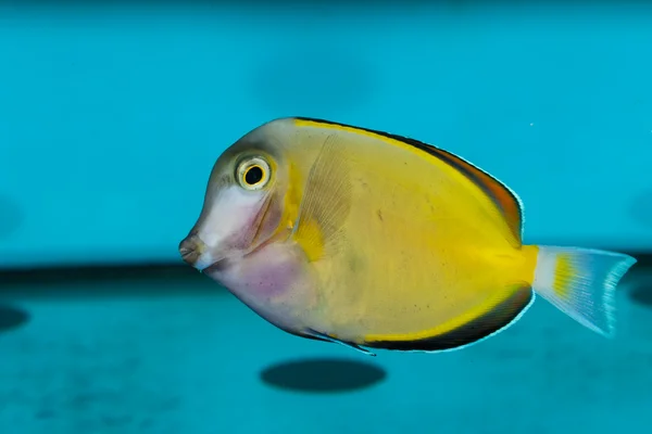 在 aqaurium 中的黄色夏威夷唐 — 图库照片