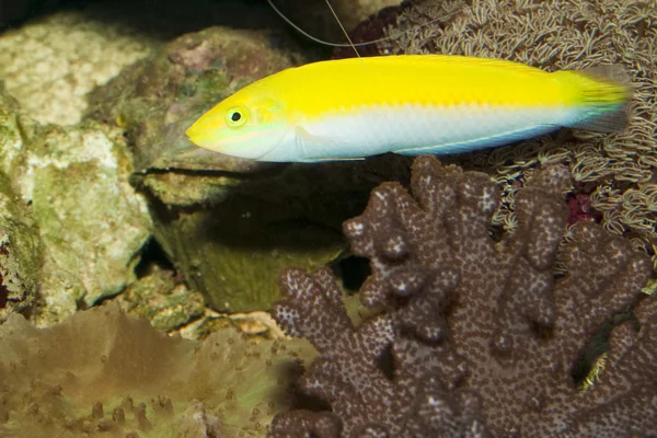 Sarı ve mor wrasse akvaryum