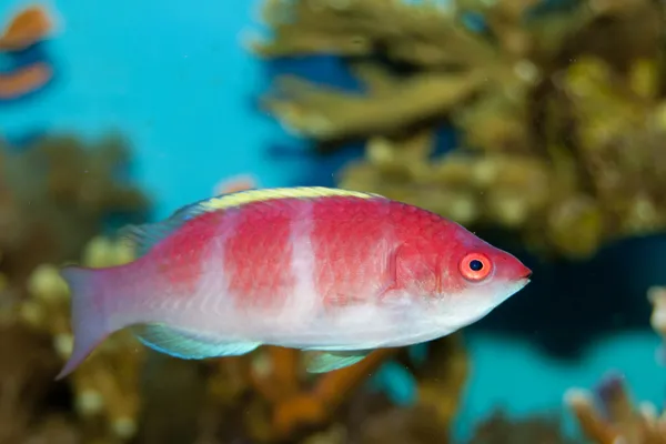Gelber Lippfisch (cirrhilabrus flavidorsalis)) — Stockfoto