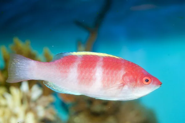 Yellow Fin Fairy Wrasse (Cirrhilabrus flavidorsalis) — Stock Photo, Image