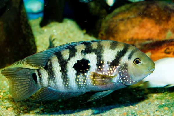 Jack Dempsey Cichlid — Fotografia de Stock