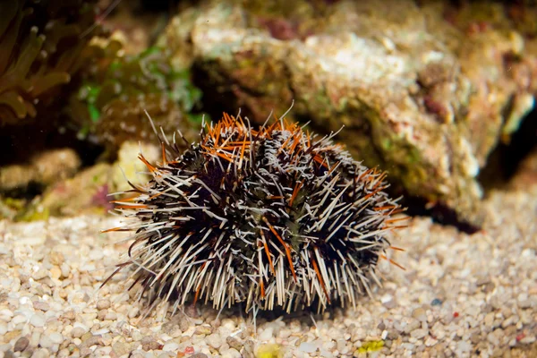 Coletor Urchin (tripneustes gratilla ) — Fotografia de Stock