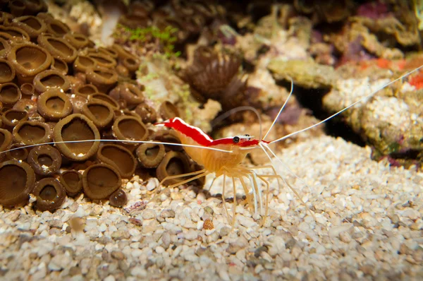 Scarlet Skunk Cleaner Shrimp in Aquarium — Stock Photo, Image