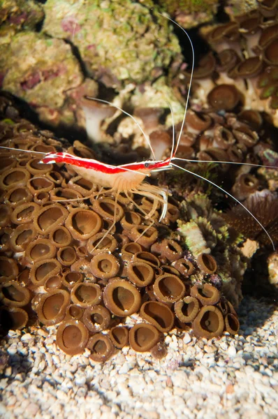 Crevettes Scarlet Skunk Cleaner dans l'aquarium — Photo