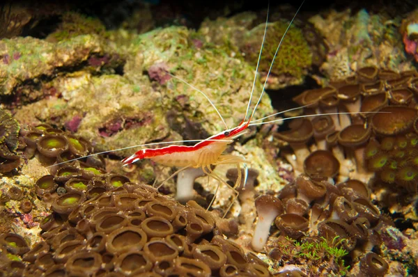 Scarlet Skunk Cleaner Shrimp in Aquarium — Stock Photo, Image