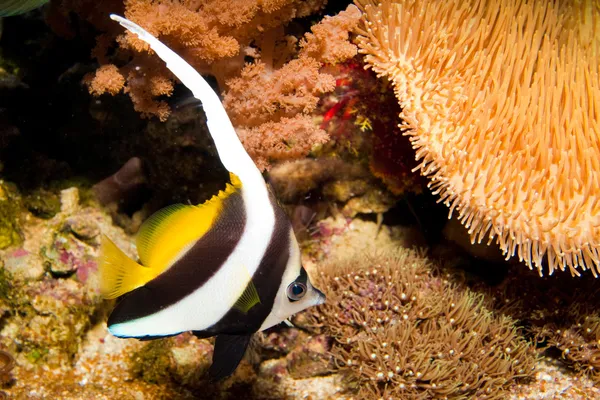 Longfin Bannerfish — Stock Photo, Image