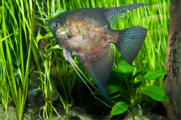 Pez ángel negro — Foto de Stock