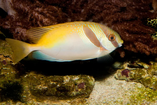 Δύο παραγραφεί Rabbitfish (Siganus virgatus) — Φωτογραφία Αρχείου