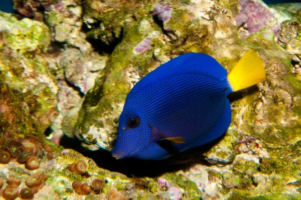 Paarse tang in aquarium — Stockfoto