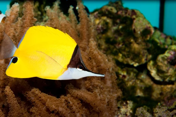 Yellow Longnose Butterfly in Aquarium — Stock fotografie