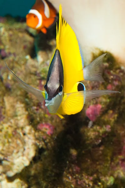 Gelber Longnose-Schmetterling im Aquarium — Stockfoto