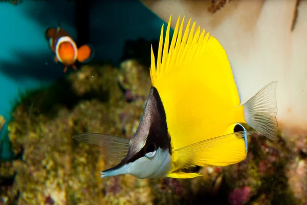 Papillon à long nez jaune dans l'aquarium — Photo